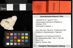 Foto (Objekt + Etiketten) von Cycloprosopon octonarium (Schweitzer & Feldmann, 2010) 